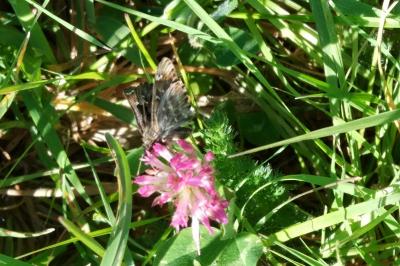 <i>Carcharodus alceae</i>