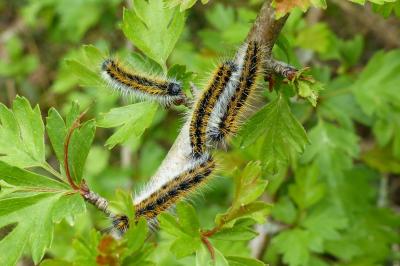 <i>Aporia crataegi</i>