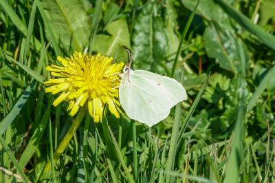<i>Gonepteryx rhamni</i>
