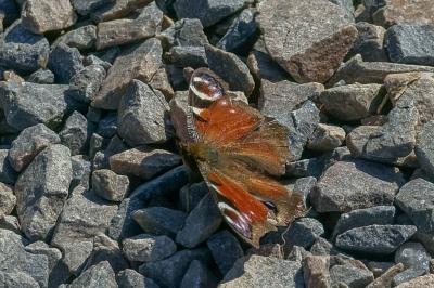 <i>Aglais io</i>