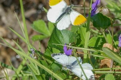 <i>Anthocharis cardamines</i>