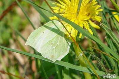 <i>Gonepteryx rhamni</i>