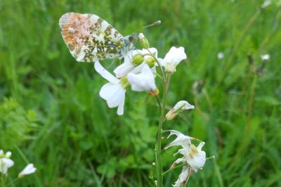 Anthocharis cardamines