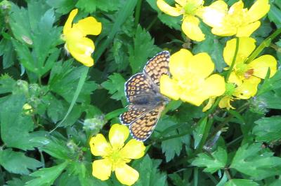 <i>Melitaea cinxia</i>