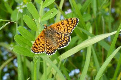 <i>Melitaea cinxia</i>