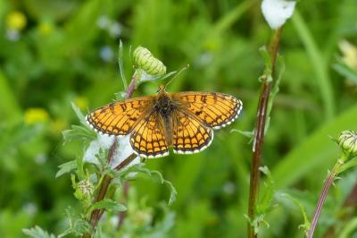 <i>Melitaea parthenoides</i>
