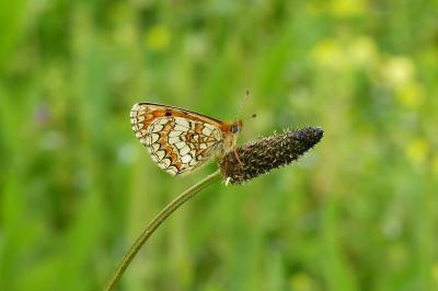 <i>Melitaea parthenoides</i>