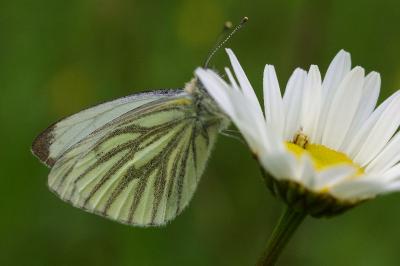 <i>Pieris napi</i>