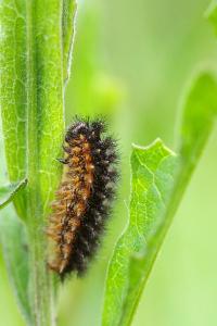 <i>Melitaea phoebe</i>