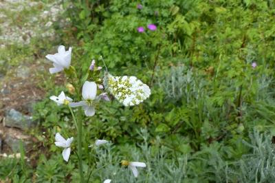 Anthocharis cardamines