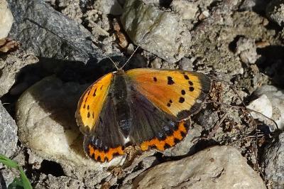 <i>Lycaena phlaeas</i>