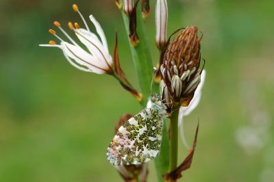 <i>Anthocharis cardamines</i>