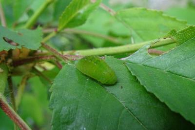 Satyrium pruni