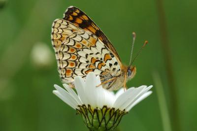 <i>Melitaea phoebe</i>