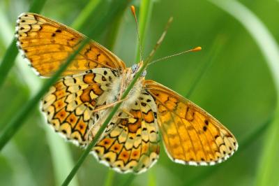 <i>Melitaea cinxia</i>