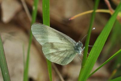 <i>Leptidea sinapis</i>