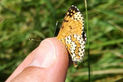 <i>Melitaea cinxia</i>