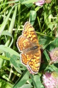 <i>Melitaea phoebe</i>