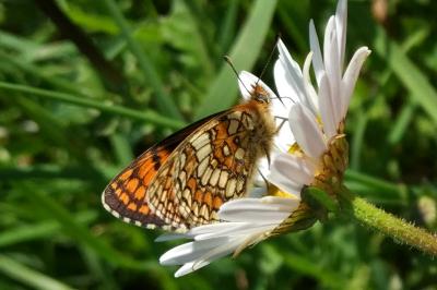 <i>Melitaea parthenoides</i>