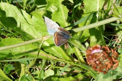 <i>Aricia agestis</i>