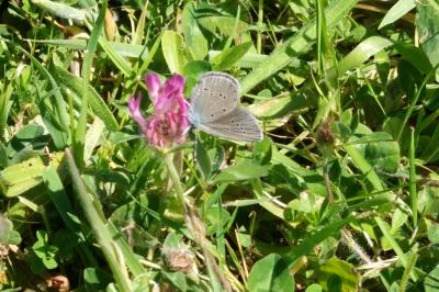 <i>Cyaniris semiargus</i>