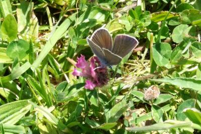 <i>Cyaniris semiargus</i>