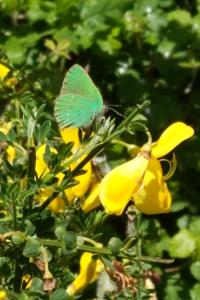 <i>Callophrys rubi</i>