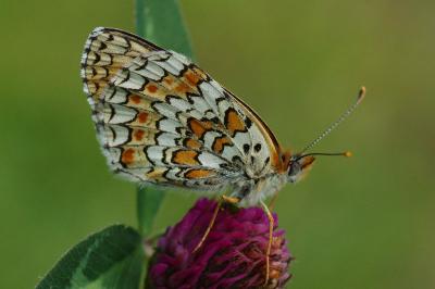 <i>Melitaea phoebe</i>