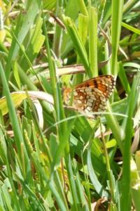 <i>Melitaea parthenoides</i>