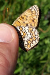 <i>Melitaea phoebe</i>