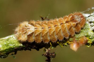 <i>Quercusia quercus</i>