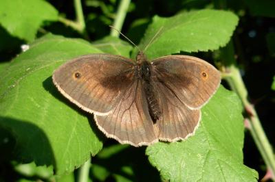 <i>Maniola jurtina</i>
