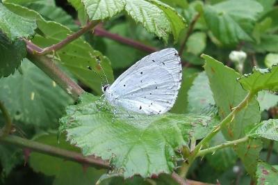<i>Celastrina argiolus</i>
