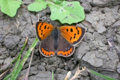 <i>Lycaena phlaeas</i>