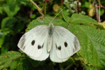 <i>Pieris rapae</i>