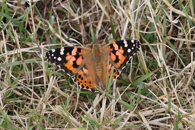 <i>Vanessa cardui</i>