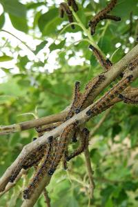 <i>Nymphalis polychloros</i>