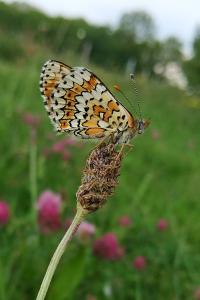 <i>Melitaea cinxia</i>