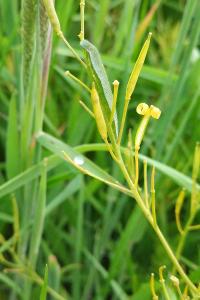 <i>Anthocharis cardamines</i>