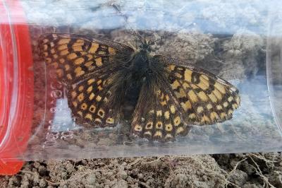 <i>Melitaea cinxia</i>