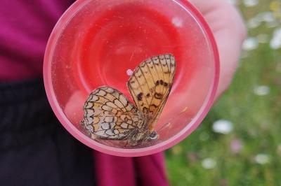 <i>Melitaea parthenoides</i>