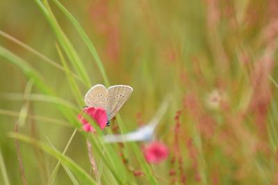 <i>Cyaniris semiargus</i>