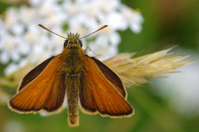 <i>Thymelicus sylvestris</i>