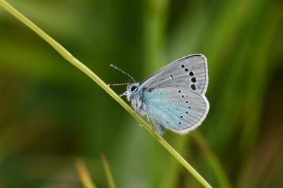 <i>Glaucopsyche alexis</i>