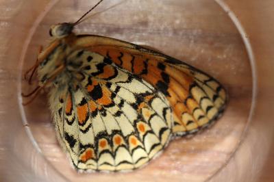 <i>Melitaea phoebe</i>