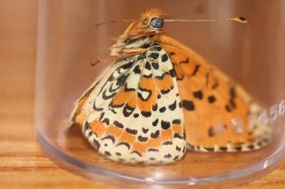 <i>Melitaea didyma</i>