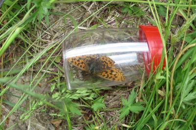 <i>Boloria dia</i>