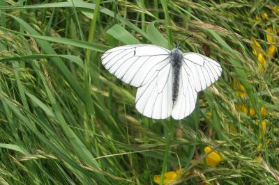 <i>Aporia crataegi</i>