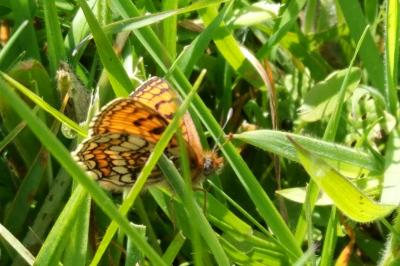 <i>Melitaea parthenoides</i>