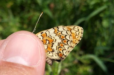 <i>Melitaea phoebe</i>